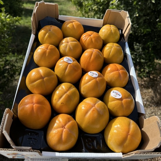 KaKi (o cachi) Persimon