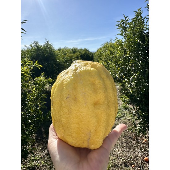 cedro di Calabria fresco
