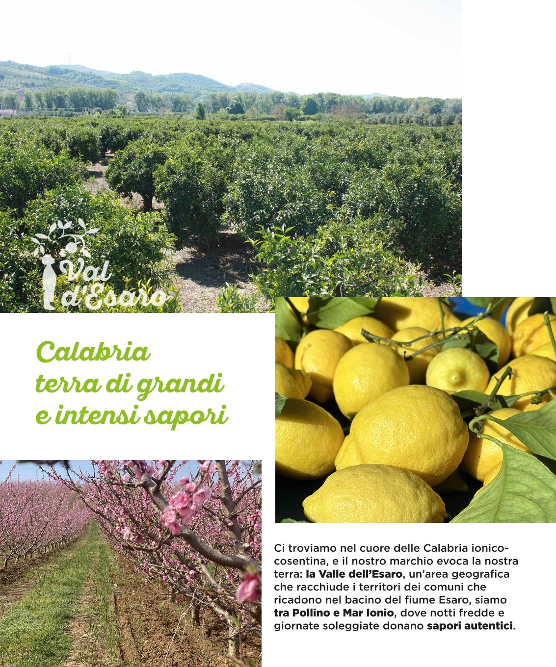 Ci troviamo nel cuore delle Calabria ionicocosentina, e il nostro marchio evoca la nostra terra: la Valle dell’Esaro, un’area geografica che racchiude i territori dei comuni che ricadono nel bacino del fiume Esaro, siamo tra Pollino e Mar Ionio, dove notti fredde e giornate soleggiate donano sapori autentici