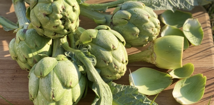 Carciofi Madrigal: Una Varietà versatile che conquista gli chef
